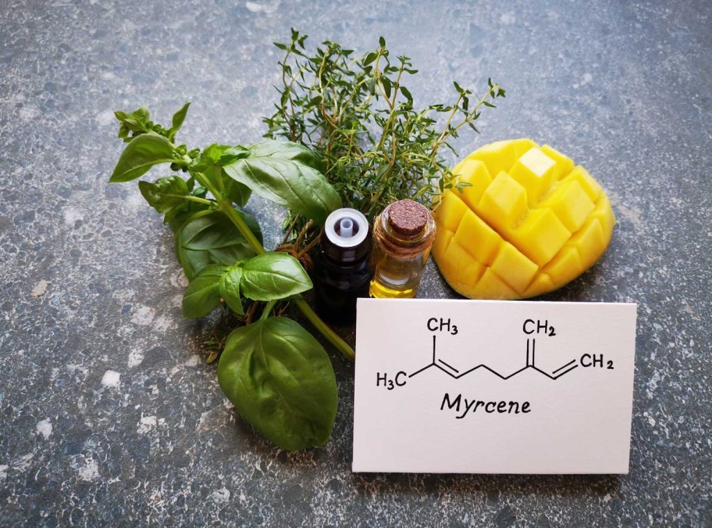 Terpene Spotlight: Myrcene