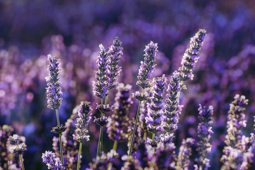 Terpene Spotlight: Linalool