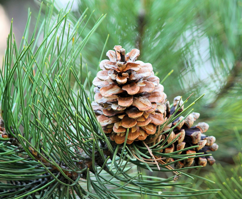 Terpene Spotlight: Pinene